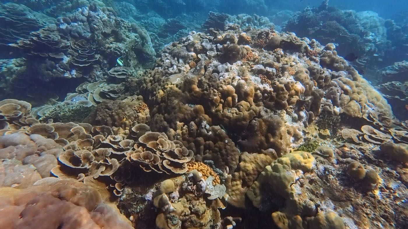 Healthy coral reef formations off the Amed coast