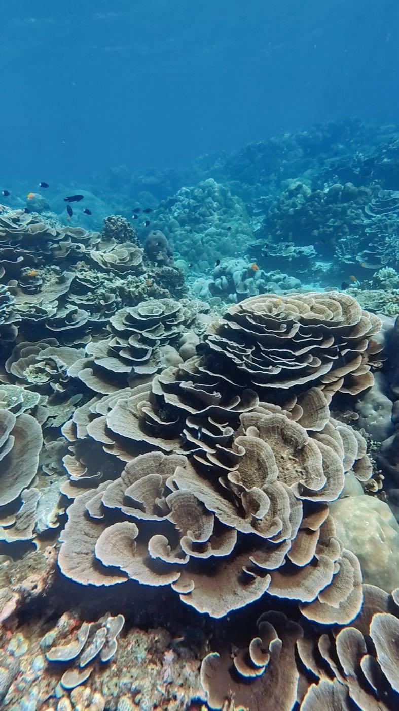 Layered coral formations at Coral Garden with reef fish