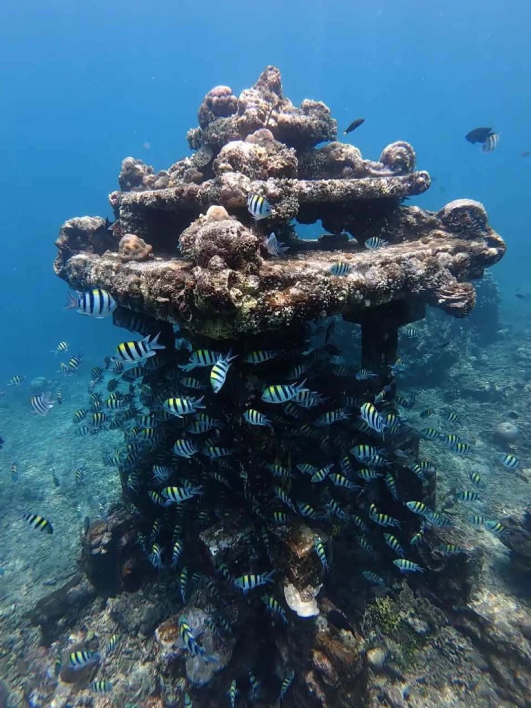 Reef fish around the underwater temple structure