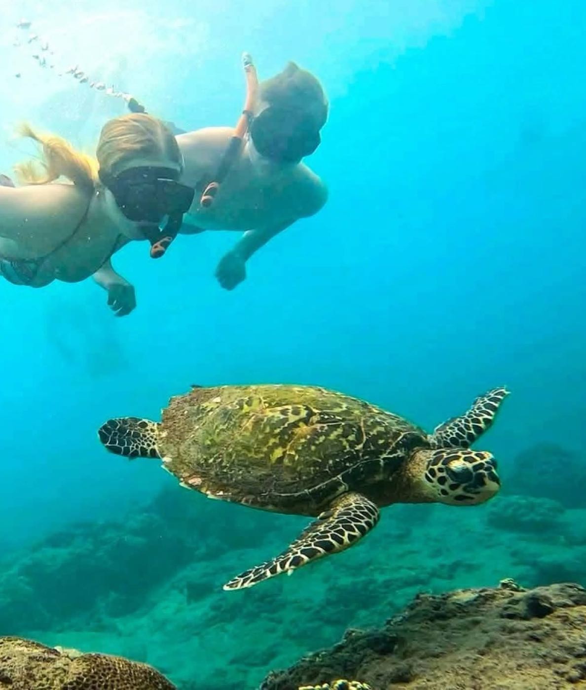 Snorkelers with a green sea turtle at Turtle Point